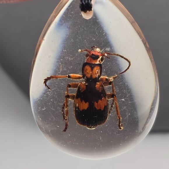 Lucite Pendant w/ Bombardier Beetle Acid-Squirting Insect Teardrop Shape 1.75" - Picture 6 of 7